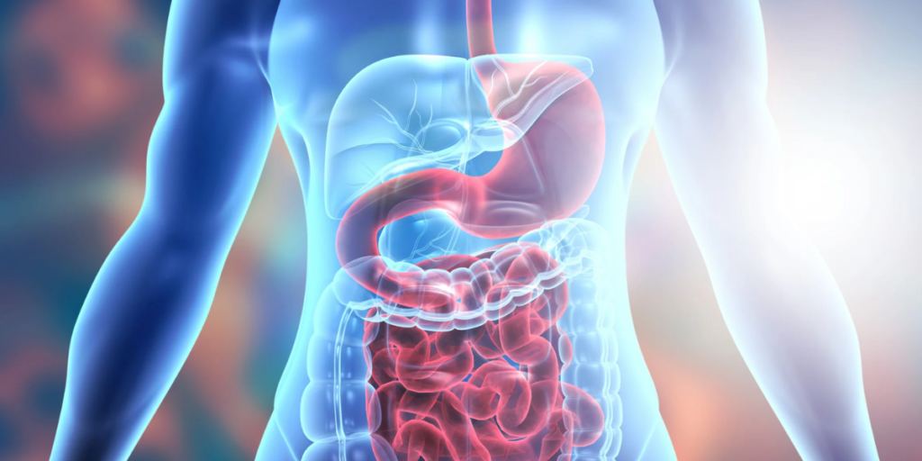 Improved Digestion And Organ Function